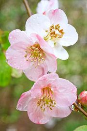 Feuchte rosa und weiße Quittenfruchtblüten von Iris Holzer Richardson