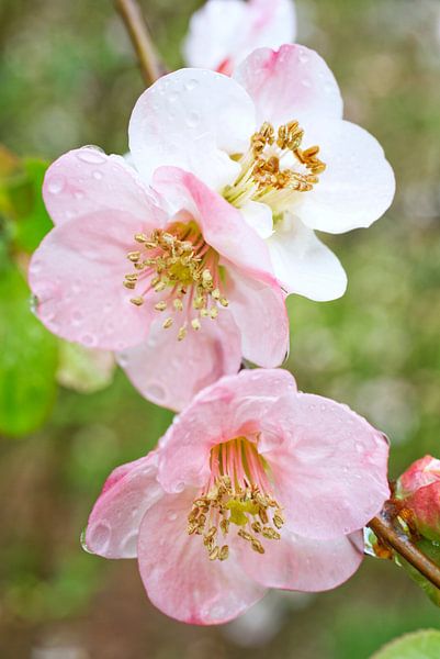 Natte roze en witte kweepeerbloemen van Iris Holzer Richardson