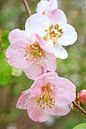 Natte roze en witte kweepeerbloemen van Iris Holzer Richardson thumbnail