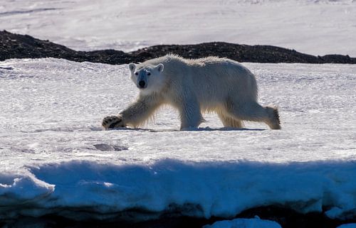 The mighty predator, the polar bear