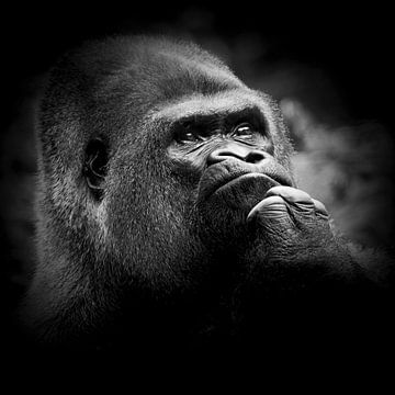 Gorilla - to be or not to be by Ulrich Brodde