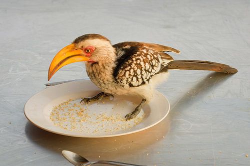 Neushoornvogel ontbijt