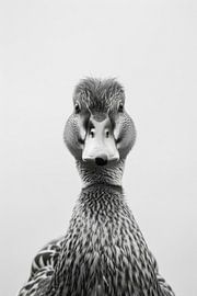 Duck by Poster Art Shop