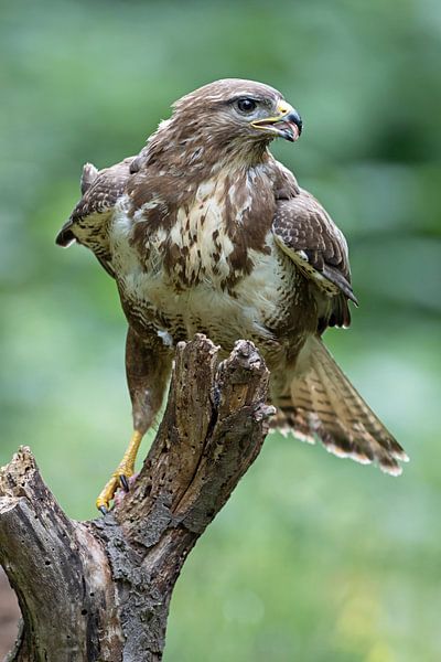 Buizerd van Dirk Claes