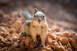 Squirrel by Rob van der Wal
