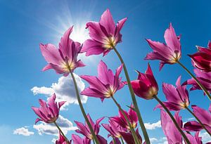 lila Tulpen und Sonnenschein