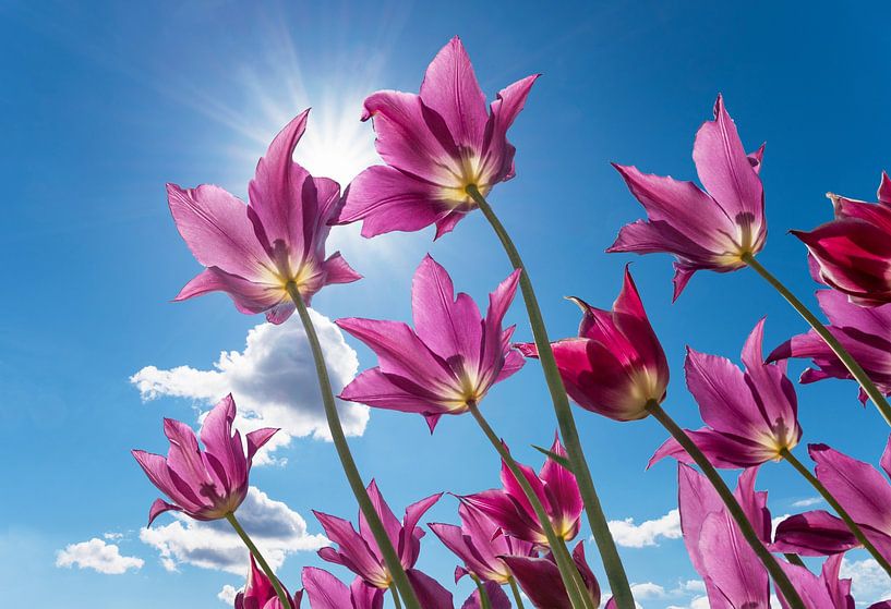 purple tulips against blue sky with sun and clouds, worms eye view by SusaZoom