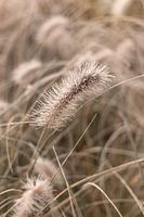 Beautiful grasses in the garden with a touch of ripeness