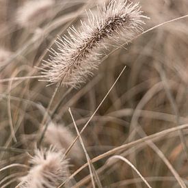 Beautiful grasses in the garden with a touch of ripeness by Sandra Koppenhöfer