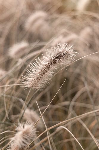De belles herbes dans le jardin avec une touche de maturité sur Sandra Koppenhöfer