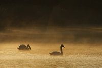 Swimming swans in the morning mist