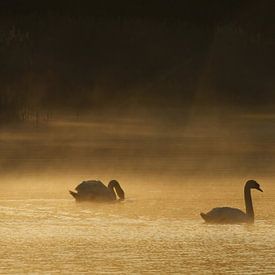 Schwimmende Schwäne im Morgennebel von Nella van Zalk