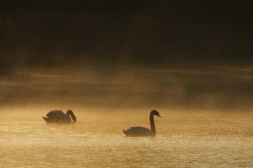 Zwemmende zwanen in de ochtendnevel