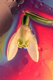 Sneeuwklokje sur Marcel van Rijn