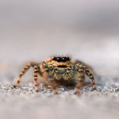 Oog in oog met een kleine Springspin