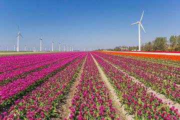 Windmolens en paarse tulpen in de Noordoostpolder van Marc Venema