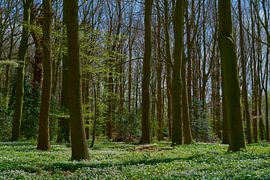 Bosanemonen bij Kasteel Oud Poelgeest