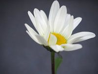 Margriet