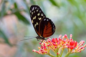 Schmetterling