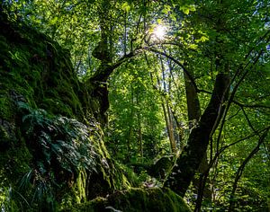 Groen leven in het bos van Animaflora PicsStock