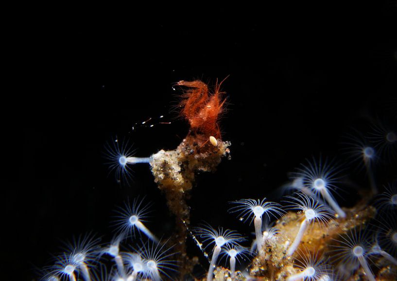 Hairy shrimp, Tulamben, Bali, Indonesië by Aniek Stevense