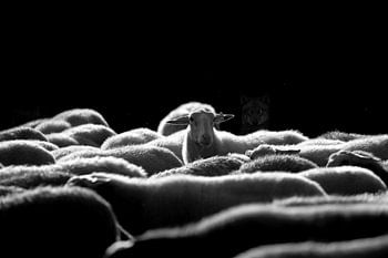 Der Wolf ist zurück in den Niederlanden.