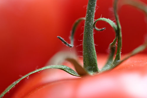 Makroaufnahme einer Tomate mit dem grünen Stängel, Lebensmittelhintergrund mit Kopierraum, ausgewähl