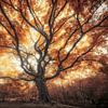 Grote oude herfst boom van Rob Visser