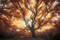 Grote oude herfst boom van Rob Visser thumbnail