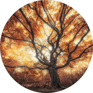 Grote oude herfst boom van Rob Visser