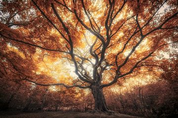 Grote oude herfst boom