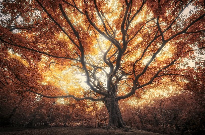 Grand arbre d'automne par Rob Visser