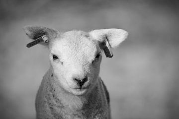 Lamb by Ronald Timmer