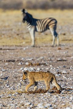 Baby Lion by Felix Brönnimann