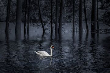 LE CYGNE sur Joachim Neumann