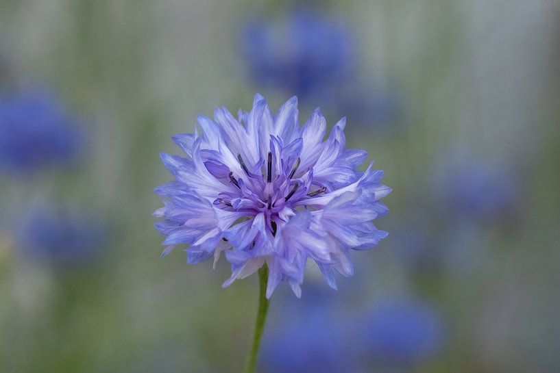 Bleuet par Tanja van Beuningen