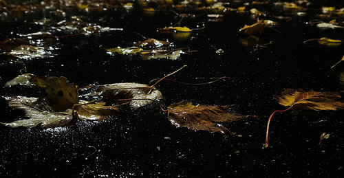 Golden Autumn Leaves on the Wet Pavement at Night