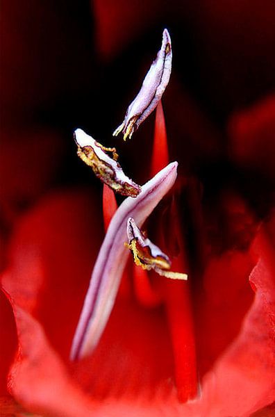 de Amaryllis by Aart Disselen