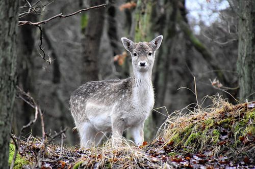 Damhert in de duinen