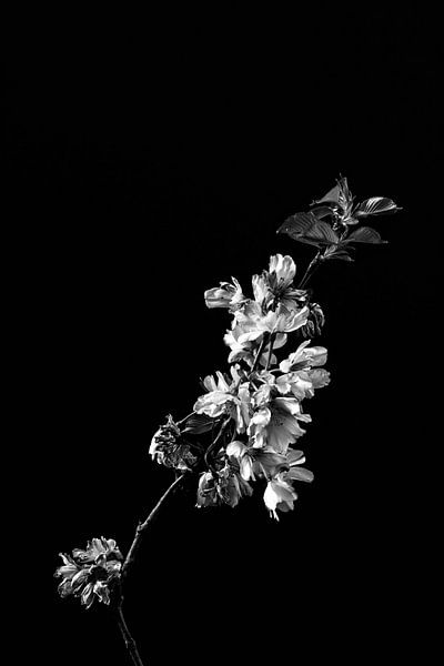 Blüte als Stillleben in Schwarz-Weiß von Steven Dijkshoorn