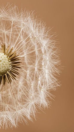 Landelijke bruintinten: Een halve pluizenbol van een Paardenbloem