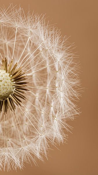 Country browns: Half a fluff ball of a Dandelion by Marjolijn van den Berg