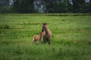 Moeder en kind van Diane van Veen