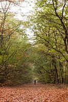Einsamer Radfahrer im Herbst
