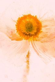 Icelandic poppy in ice 2, coloured red by Marc Heiligenstein