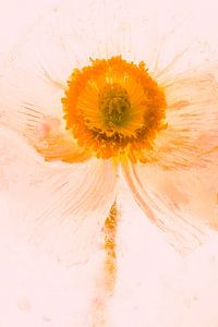Isländischer Mohn in Eis 2, rot koloriert