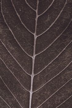 Close-up bruin blad met nerven en vintage look