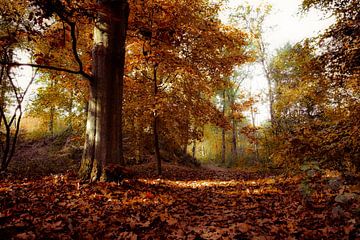 Prachtige herfstkleuren op de Vughtse Heide (Foto bekend van TV !) van Fotografie Jeronimo