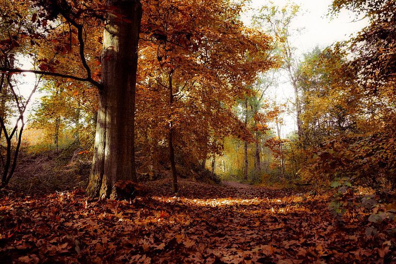 De belles couleurs d'automne sur le Vughtse Heide (Photo connue de TV !) par Fotografie Jeronimo