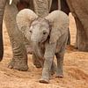 Baby Elephant  9638 von Barbara Fraatz